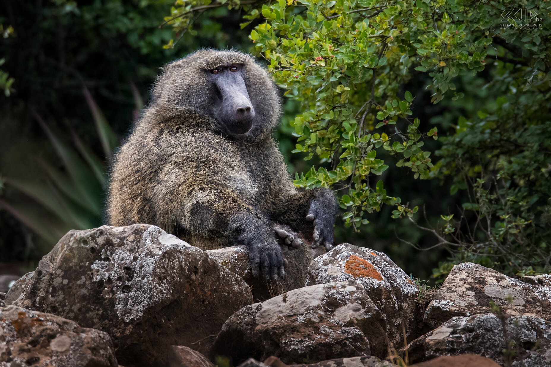 Debre Libanos - Anubisbaviaan We konden ook enkele Anubisbavianen spotten (Papio anubis) waaronder dit indrukwekkend grote mannetje. Stefan Cruysberghs